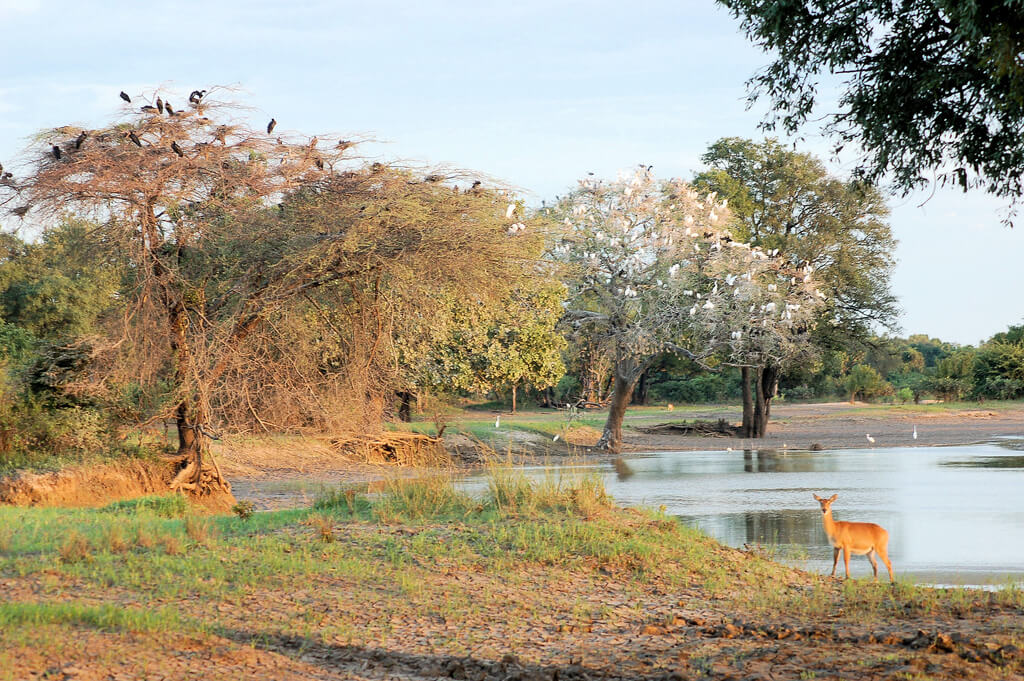 Clima En Parque Nacional Luangwa Del Sur En Agosto 2025 Tiempo