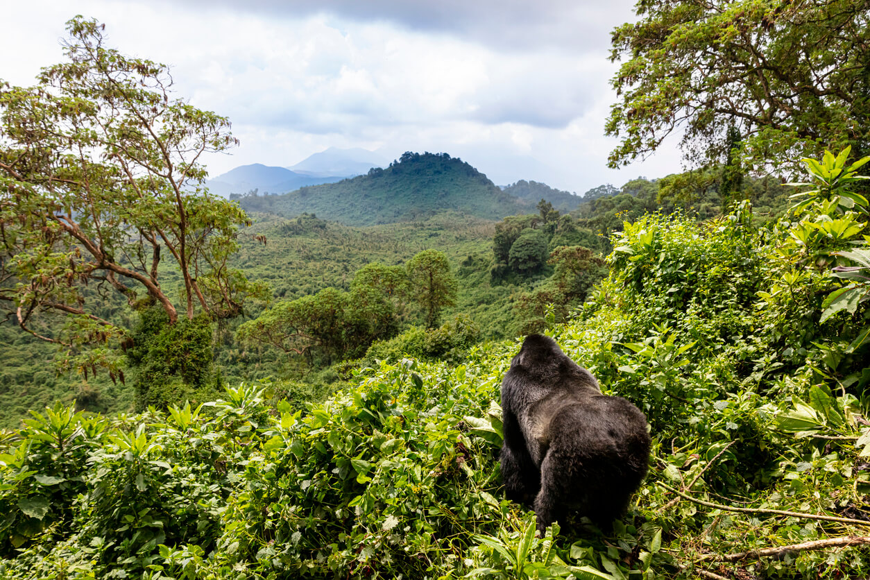 Mejor Epoca Para Viajar A Ruanda: Clima Y Tiempo | ¿Adónde Y Cuando Ir ...